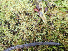 Juncus novae-zelandiae