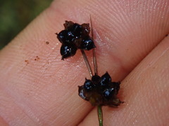 Juncus novae-zelandiae