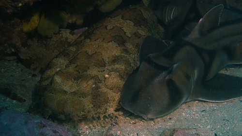 Gulf Wobbegong, Tathra NSW 2550, Australia, photo 9 of 10