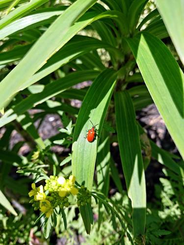 Lily Leaf Beetle photo 6