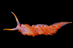 Austraeolis stearnsi