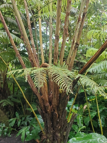 Cibotium glaucum