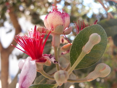 Feijoa sellowiana
