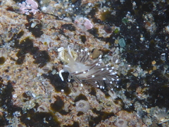 Cuthonella cocoachroma