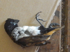 Lonchura spectabilis