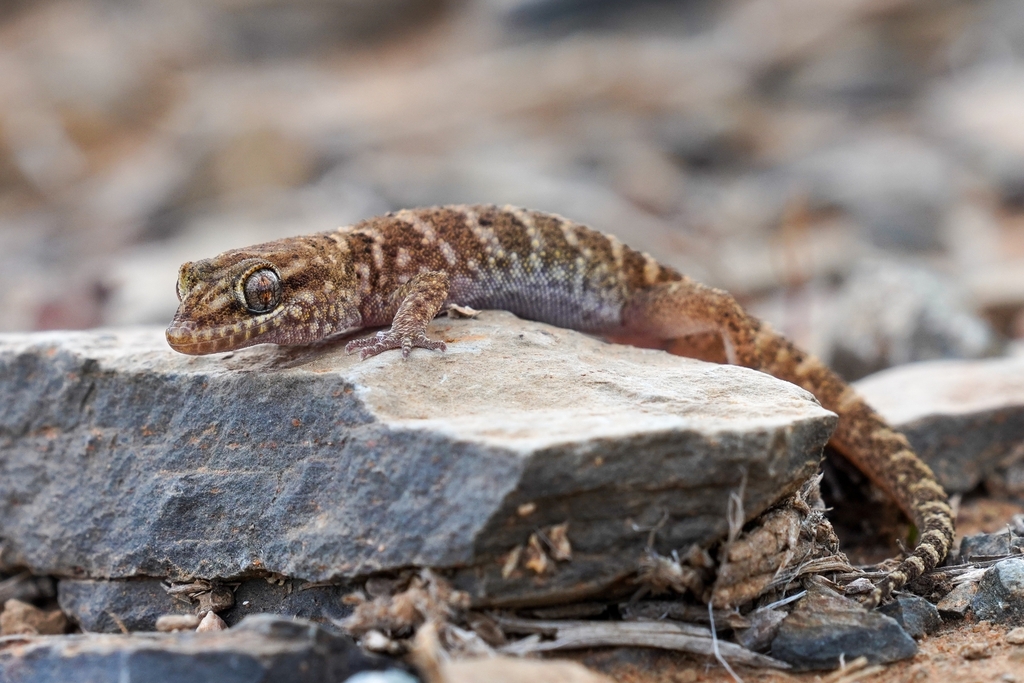 Bynoe's Gecko