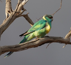 Australian Ringneck photo 2