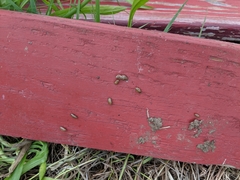 Ectobius pallidus
