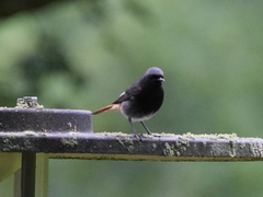 Phoenicurus ochruros