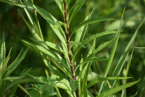 Image of Artemisia serrata by no rights reserved