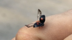 Chilocorus stigma
