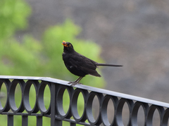 Turdus merula
