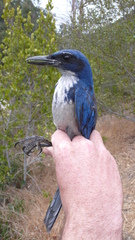 Aphelocoma insularis