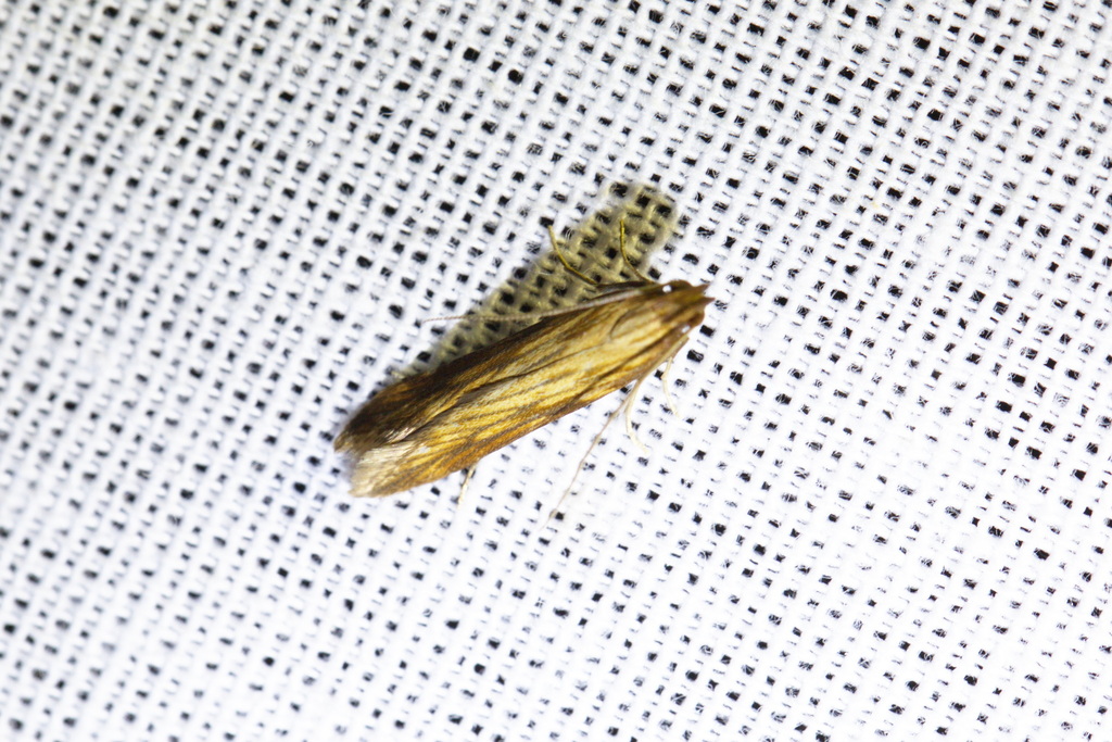 Brown-veined Neb