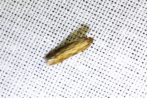 Brown-veined Neb
