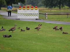 Alopochen aegyptiaca