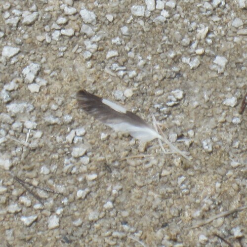 Plume de Gravelot kildir