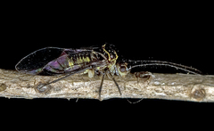 Psocetae
