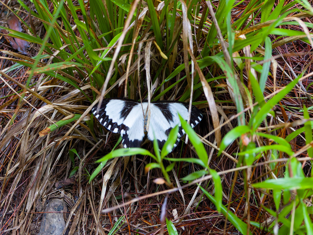 Melanothrix semperi