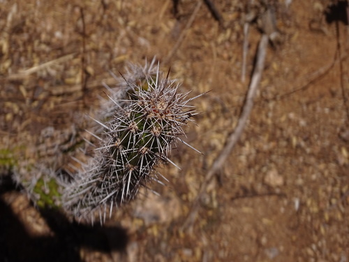 Image of Stenocereus alamosensis by (c) Ulises Pinedo, some rights reserved (CC BY)