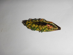 Cyphogastra