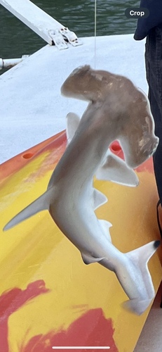 Scalloped Hammerhead photographed in Hawaii