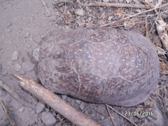 Terrapene nelsoni klauberi