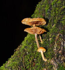 Pholiota squarrosipes