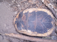 Terrapene nelsoni klauberi