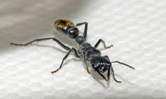 Myrmecia gilberti