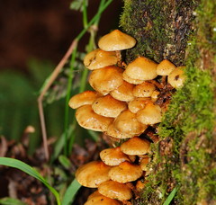 Pholiota squarrosipes