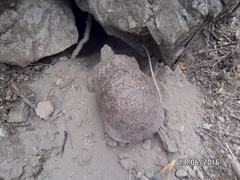 Terrapene nelsoni klauberi