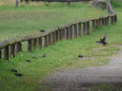 Sturnus vulgaris