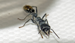 Myrmecia gilberti