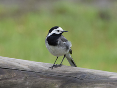 Motacilla alba