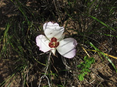 Calochortus catalinae