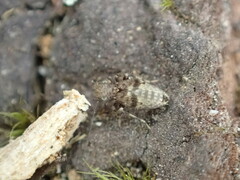 Bark lice
