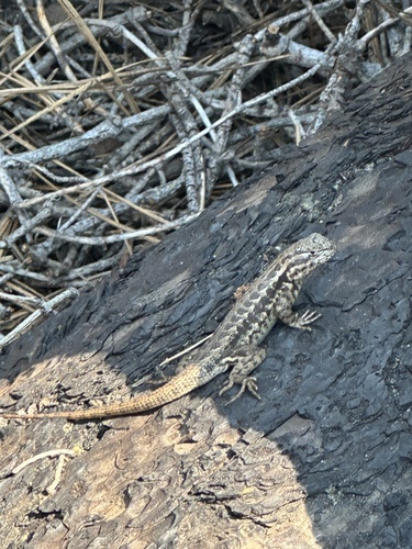 iNaturalist observation photo of Common Sagebrush Lizard