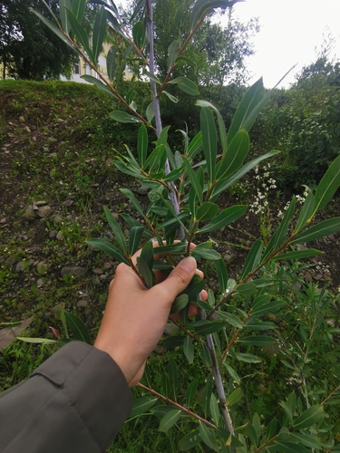 Image of Salix arbutifolia by (c) Валерия Ковалева, some rights reserved (CC BY)