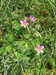 Oxalis debilis