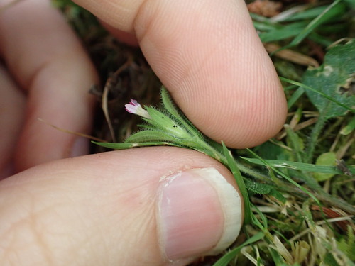 Image of Collomia heterophylla by no rights reserved