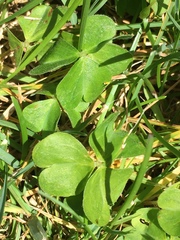 Oxalis debilis