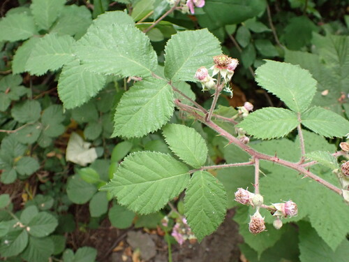 Image of Rubus vestitus by no rights reserved