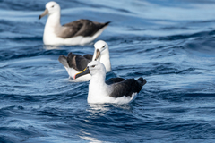 Indian Yellow-Nosed Albatross photo 4