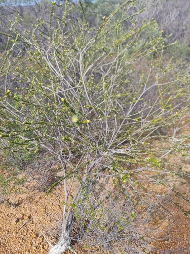 Melaleuca megacephala, photograph 3