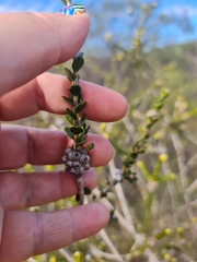 Melaleuca megacephala, photograph (c) Belinda Forbes, some rights reserved (CC BY)