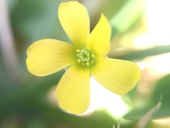 Oxalis