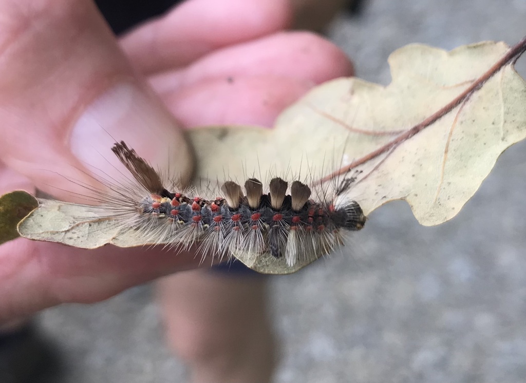 Rusty Tussock Moth from Naturpark Sauerland Rothaargebirge, Attendorn ...