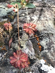 Drosera tomentosa