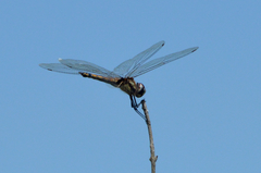Tramea cophysa
